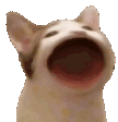 popcat