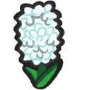 hyacinth