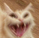 cataggresive