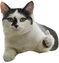 thumbcat thumbcat