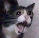 catscream
