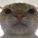 hit_cat Discord Emoji