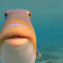 hit_fish