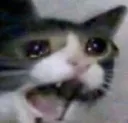 6CatAngryCRY 6CatAngryCRY
