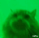 xenovibe