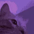 catjammin