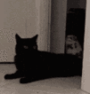 Kitty_Steal_LP