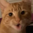 Pogcat pogcat Discord Emoji