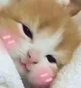 blushcat
