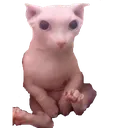 bingus bingus