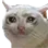 Cat Cry cat_cry Discord Emoji