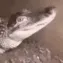 croco croco