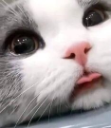 AGC_CatWoah Discord emoji