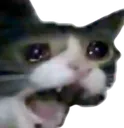 sadcat