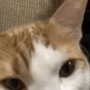 brownieWOT