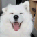 samoyedhappy Discord Emoji