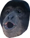 monke_pog