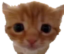 CuteCat
