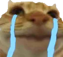 catcry catcry