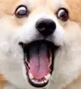 pogdog Discord Emoji