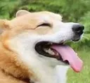 Doghappy DogHappy Discord Emoji