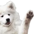 WaveBoi WaveBoi