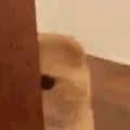 shykitty shykitty