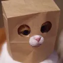 catbag