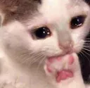 catfoot