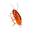 dance_bug