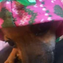 Erratic Discord Emoji