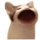 PopCatO