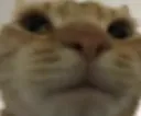 tfcatwonky