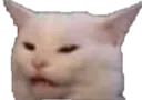 confusedcatto confusedcatto