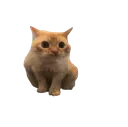 boob