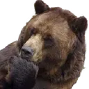 bear_1