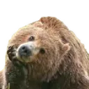 2875_bear_2