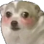 dogiblush