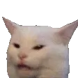 confusedcat