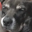 BellaDead