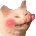 blushcat