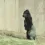 zWalkgorillachris