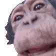 monke
