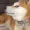 doge_stare