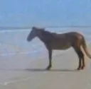 manhorse manhorse