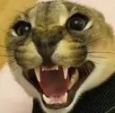 angryfloppa