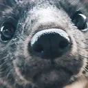 Marten_stare