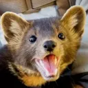 Marten_smile Marten_smile