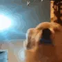 VibeDog