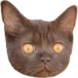 alpCibil